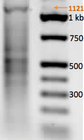 [1860-5397-10-245-7]