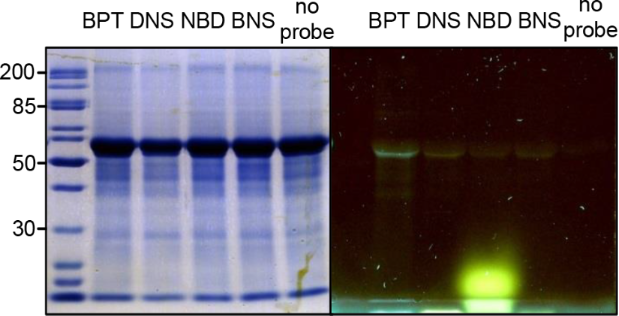 [1860-5397-10-258-8]