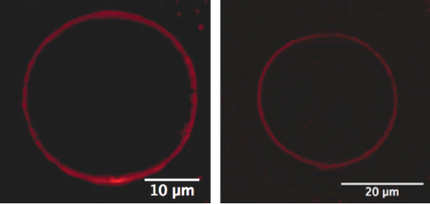 [1860-5397-12-248-4]