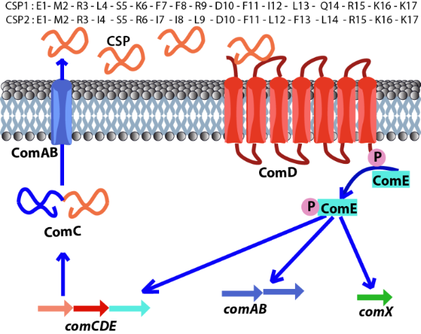 [1860-5397-14-151-1]