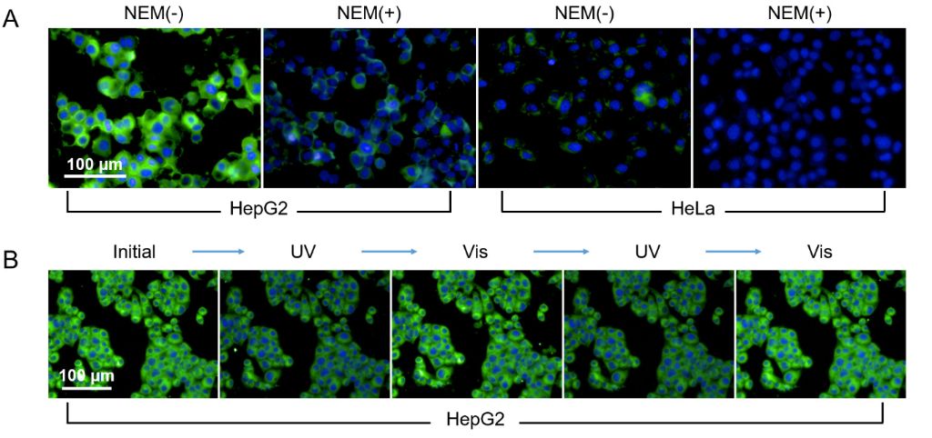 [1860-5397-15-230-5]