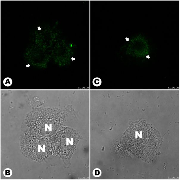 [1860-5397-15-257-6]