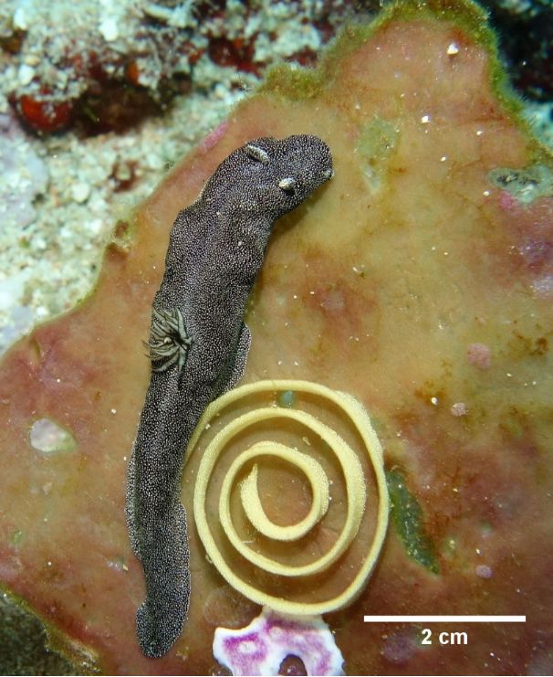 [1860-5397-16-132-1]