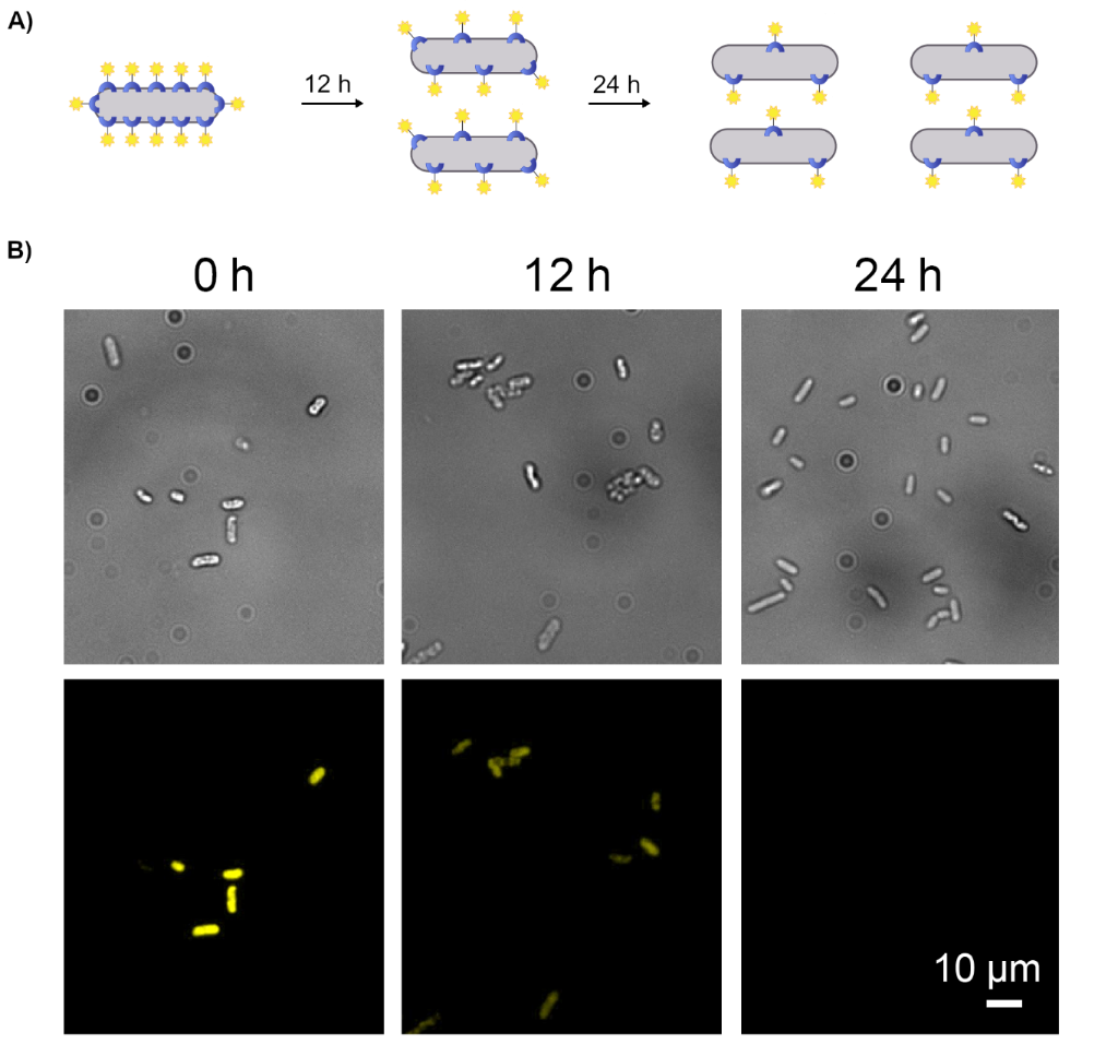 [1860-5397-16-225-2]