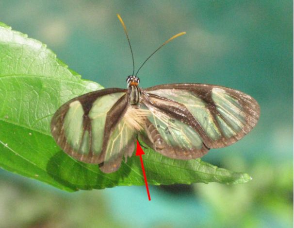 [1860-5397-16-228-1]