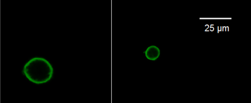 [1860-5397-20-179-1]