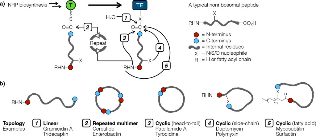[1860-5397-20-253-5]