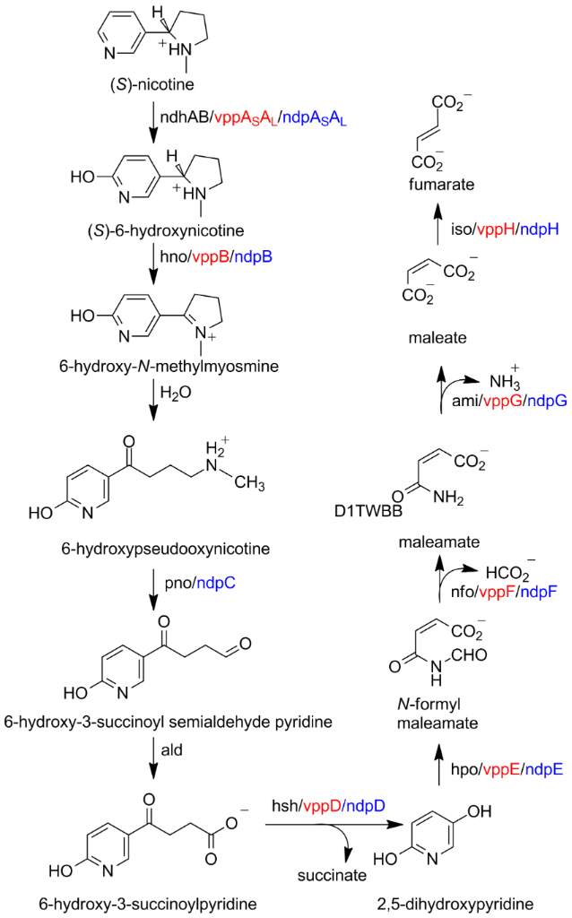 [1860-5397-14-204-i11]